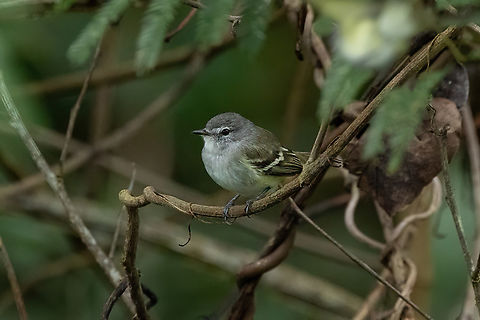 Plain tyrannulet (Inezia  inornata) Puerto Maldonado, Madre de Dios, Peru. Jun 1, 2022 Fall,Geotagged,Inezia  inornata,Peru,Plain inezia