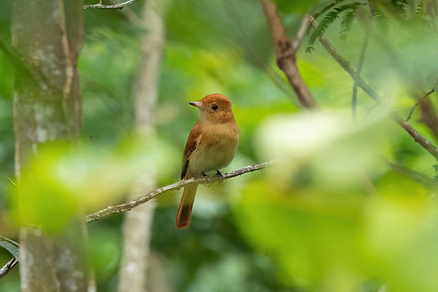 Rufous casiornis (Casiornis rufus) Puerto Maldonado, Madre de Dios, Peru. Jun 1, 2022 Casiornis rufus,Fall,Geotagged,Peru,Rufous casiornis