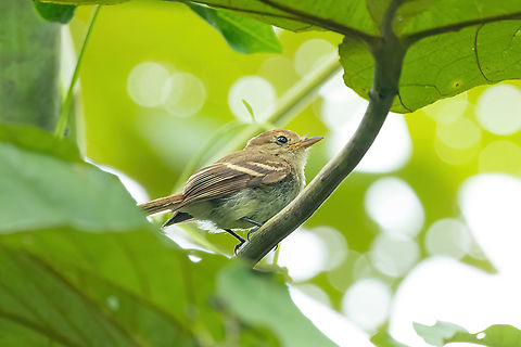 Euler's flycatcher (Lathrotriccus euleri) Puerto Maldonado, Madre de Dios, Peru. Jun 1, 2022 Euler's flycatcher,Fall,Geotagged,Lathrotriccus euleri,Peru