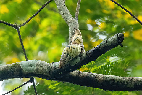 Corona incisa (Orthalicidae) Puerto Maldonado, Madre de Dios, Peru. Jun 1, 2022 Corona incisa,Fall,Geotagged,Peru