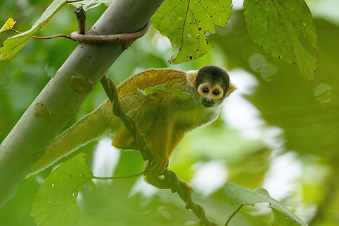 Black-capped squirrel monkey (Saimiri boliviensis) Puerto Maldonado, Madre de Dios, Peru. Jun 1, 2022 Black-capped squirrel monkey,Fall,Geotagged,Peru,Saimiri boliviensis