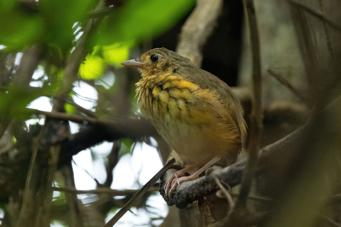Amazonian antpitta (Myrmothera berlepschi) Puerto Maldonado, Madre de Dios, Peru. Jun 1, 2022 Amazonian antpitta,Fall,Geotagged,Hylopezus berlepschi,Myrmothera berlepschi,Peru