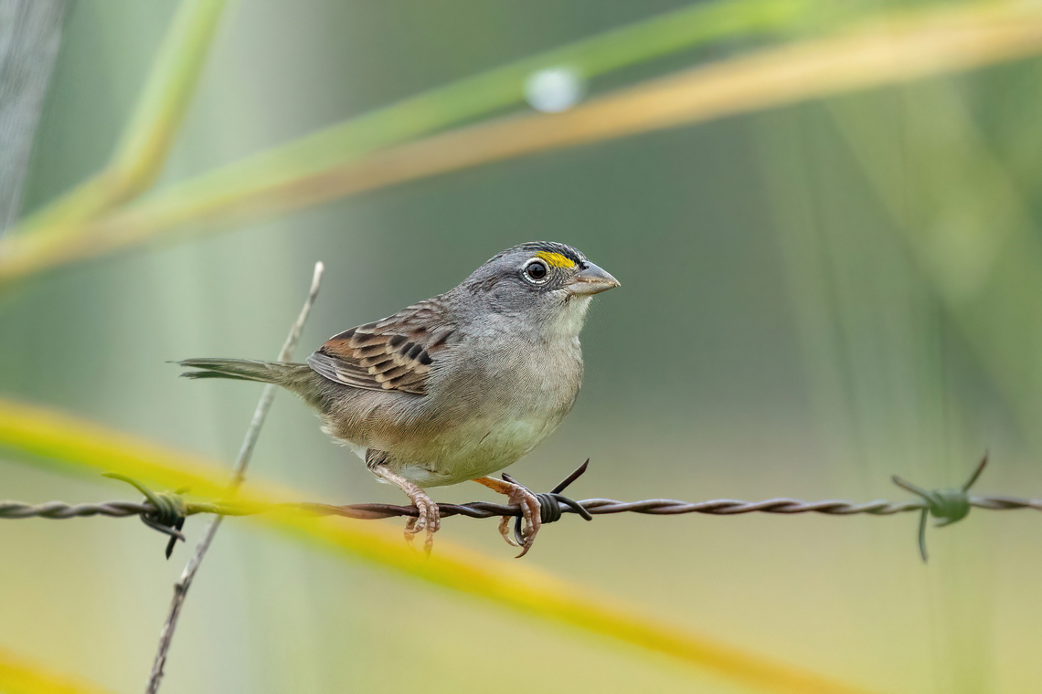 Grassland sparrow (Ammodramus humeralis) Sudadero, Madre de Dios, Peru. Jun 10, 2022 Ammodramus humeralis,Fall,Geotagged,Grassland sparrow,Peru
