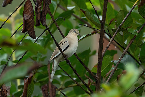 Picui ground dove (Columbina picui) Sudadero, Madre de Dios, Peru. Jun 10, 2022 Columbina picui,Fall,Geotagged,Peru,Picui ground dove