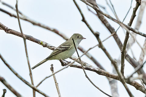 Small-billed elaenia (Elaenia parvirostris) Sudadero, Madre de Dios, Peru. Jun 10, 2022 Elaenia parvirostris,Fall,Geotagged,Peru,Small-billed elaenia