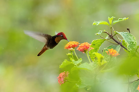 Ruby-topaz hummingbird (Chrysolampis mosquitus) Sudadero, Madre de Dios, Peru. Jun 10, 2022 Chrysolampis mosquitus,Fall,Geotagged,Peru,Ruby-topaz hummingbird
