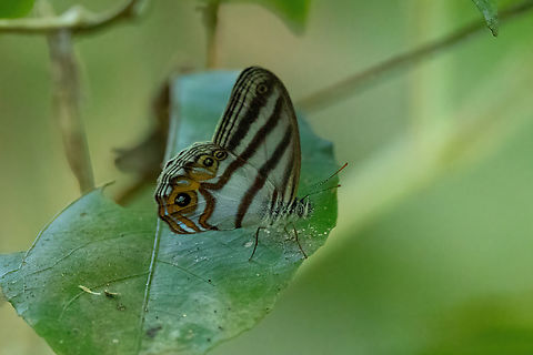 Godart's Blue Ringlet