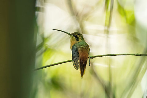 Reddish hermit (Phaethornis ruber) San Lorenzo, Madre de Dios, Peru. Jun 11, 2022 Fall,Geotagged,Peru,Phaethornis ruber,Reddish hermit