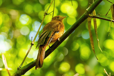 Rufous twistwing (Cnipodectes superrufus) San Lorenzo, Madre de Dios, Peru. Jun 11, 2022 Cnipodectes superrufus,Fall,Geotagged,Peru,Rufous twistwing