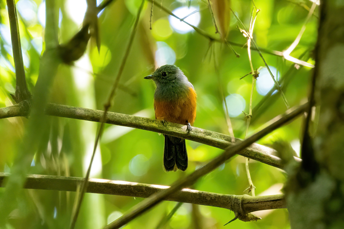 Bluish-slate antshrike (Thamnomanes schistogynus) San Lorenzo, Madre de Dios, Peru. Jun 11, 2022 Bluish-slate antshrike,Fall,Geotagged,Peru,Thamnomanes schistogynus