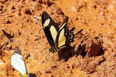 Torquatus swallowtail (Papilio torquatus) San Lorenzo, Madre de Dios, Peru. Jun 11, 2022 Fall,Geotagged,Papilio torquatus,Peru,Torquatus swallowtail
