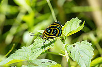 Google-eyed Eighty-Eight (Catagramma pyracmon) San Lorenzo, Madre de Dios, Peru. Jun 11, 2022 Catagramma pyracmon,Fall,Geotagged,Google-eyed Eighty-Eight,Peru