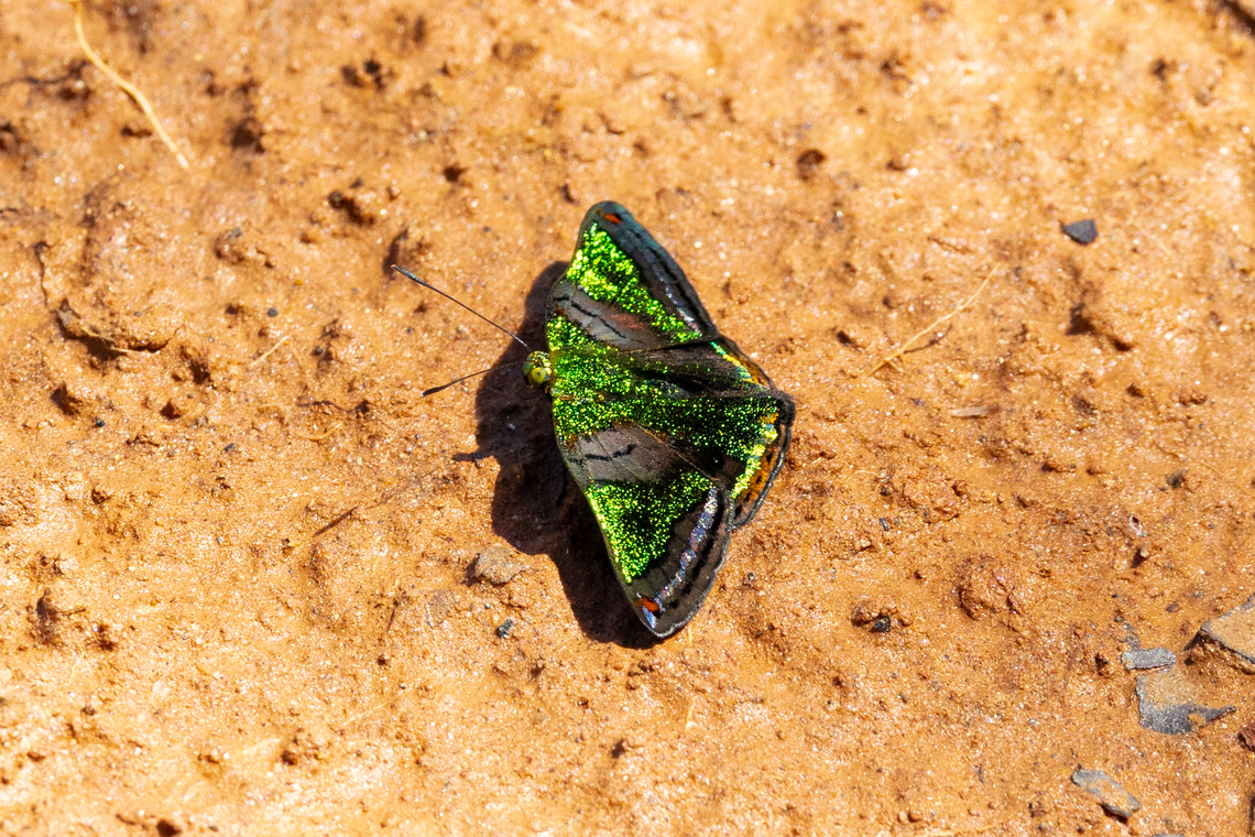 Caria mantinea (Riodinidae) San Lorenzo, Madre de Dios, Peru. Jun 11, 2022 Caria mantinea,Fall,Geotagged,Peru