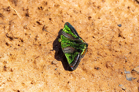 Caria mantinea (Riodinidae) San Lorenzo, Madre de Dios, Peru. Jun 11, 2022 Caria mantinea,Fall,Geotagged,Peru