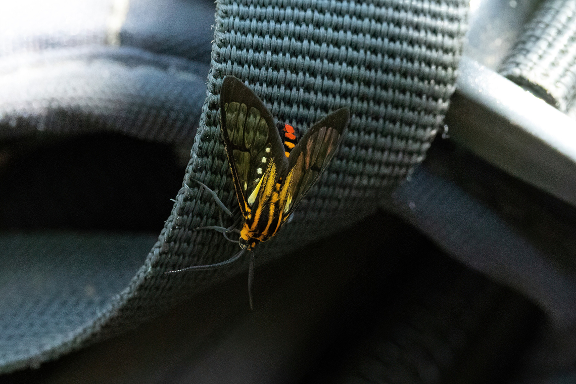 Paraethria flavosignata (Arctiinae) San Lorenzo, Madre de Dios, Peru. Jun 11, 2022 Fall,Geotagged,Paraethria flavosignata,Peru