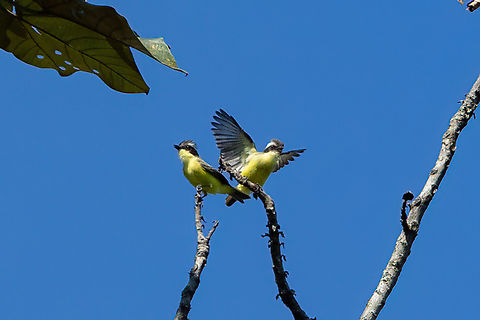 Three-striped flycatchers (Conopias trivirgatus) San Lorenzo, Madre de Dios, Peru. Jun 11, 2022 Conopias trivirgatus,Fall,Geotagged,Peru,Three-striped flycatcher