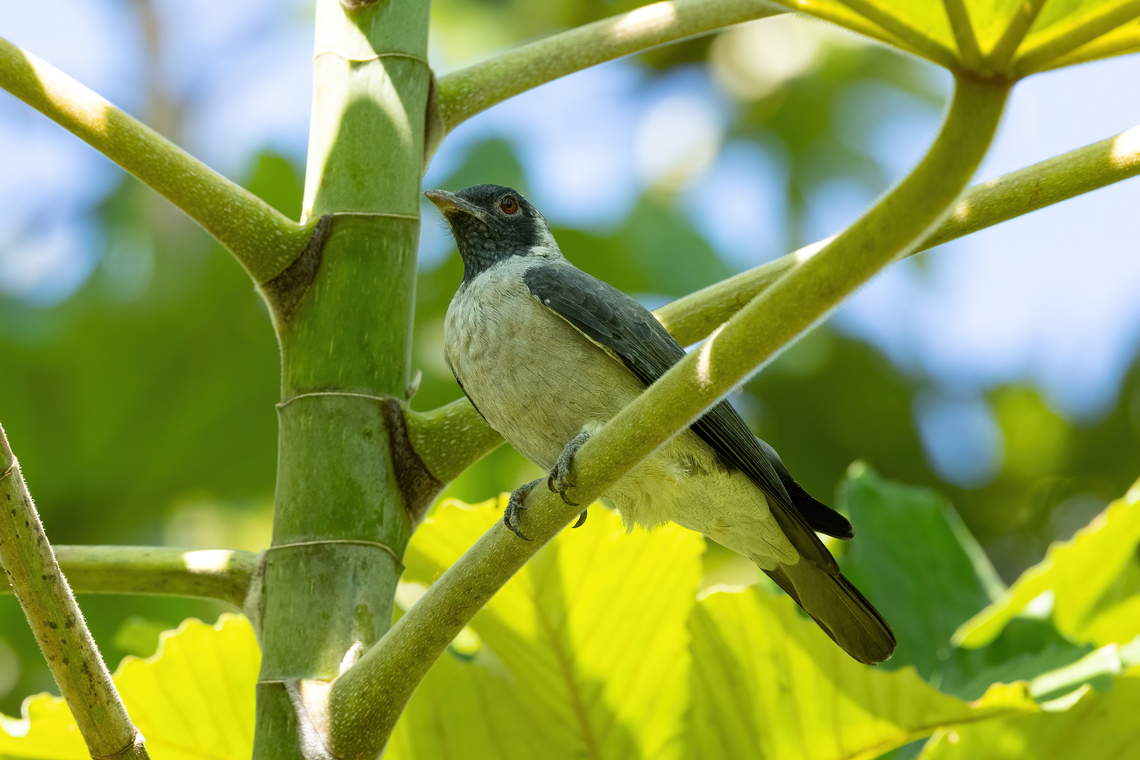 Black-faced cotinga (Conioptilon mcilhennyi) San Lorenzo, Madre de Dios, Peru. Jun 11, 2022 Black-faced cotinga,Conioptilon mcilhennyi,Fall,Geotagged,Peru
