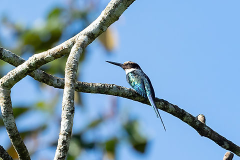 Paradise jacamar (Galbula dea) San Lorenzo, Madre de Dios, Peru. Jun 11, 2022 Fall,Galbula dea,Geotagged,Paradise jacamar,Peru