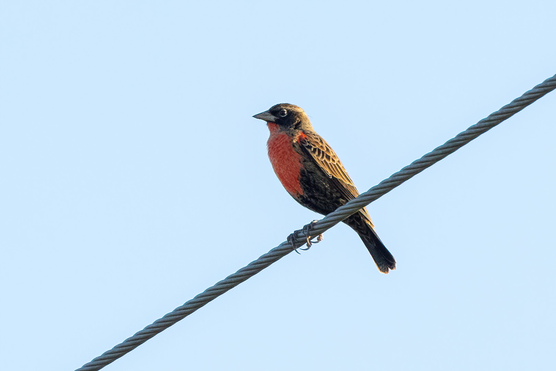 Red-Breasted Meadowlark (Leistes militaris) San Lorenzo, Madre de Dios, Peru. Jun 11, 2022 Fall,Geotagged,Leistes militaris,Peru,Red-Breasted Meadowlark