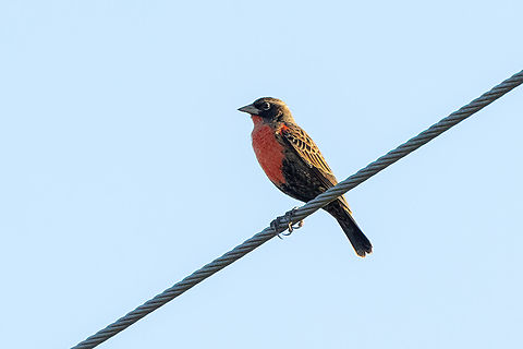 Red-Breasted Meadowlark (Leistes militaris) San Lorenzo, Madre de Dios, Peru. Jun 11, 2022 Fall,Geotagged,Leistes militaris,Peru,Red-Breasted Meadowlark