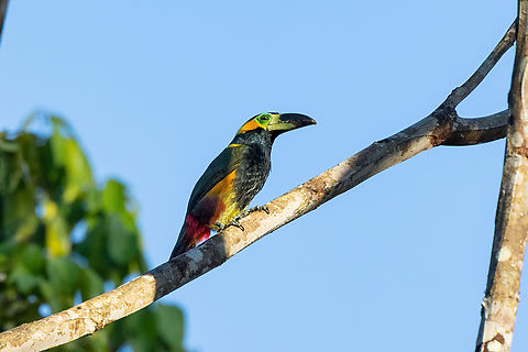 Golden-collared toucanet (Selenidera reinwardtii) Gamitana, Madre de Dios, Peru. Jun 13, 2022 Fall,Geotagged,Golden-collared toucanet,Peru,Selenidera reinwardtii