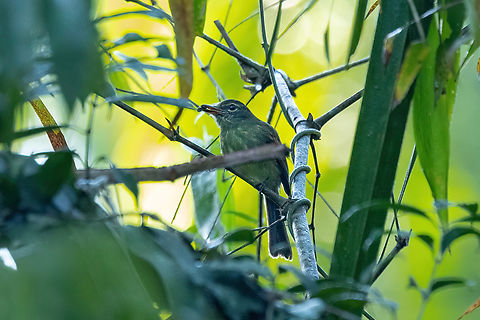 Dusky-tailed flatbill (Ramphotrigon fuscicauda) Gamitana, Madre de Dios, Peru. Jun 13, 2022 Dusky-tailed flatbill,Fall,Geotagged,Peru,Ramphotrigon fuscicauda