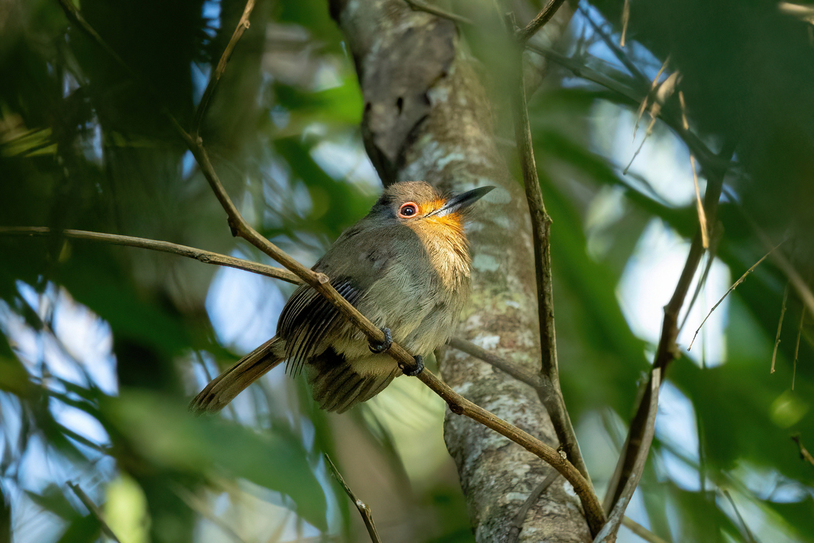 Fulvous-chinned nunlet (Nonnula sclateri) Gamitana, Madre de Dios, Peru. Jun 13, 2022 Fall,Fulvous-chinned nunlet,Geotagged,Nonnula sclateri,Peru
