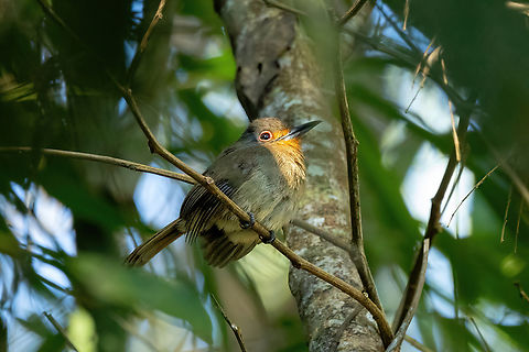 Fulvous-chinned nunlet (Nonnula sclateri) Gamitana, Madre de Dios, Peru. Jun 13, 2022 Fall,Fulvous-chinned nunlet,Geotagged,Nonnula sclateri,Peru