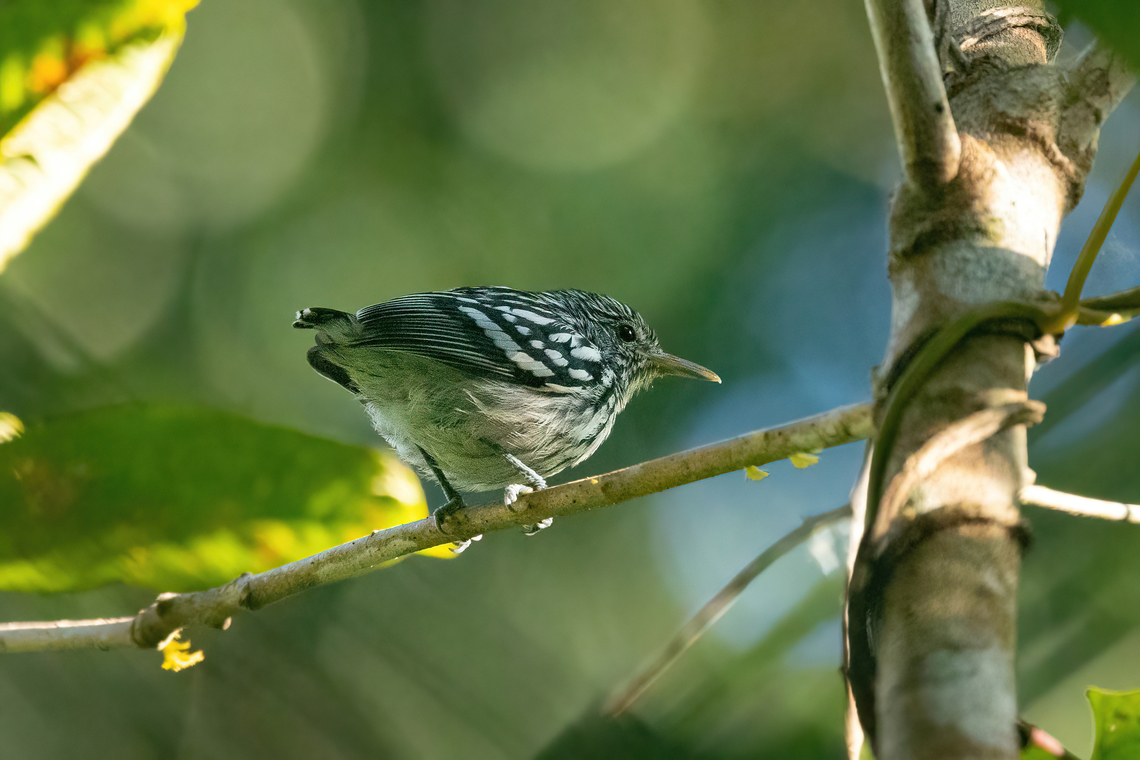 Amazonian streaked antwren (Myrmotherula multostriata) Gamitana, Madre de Dios, Peru. Jun 13, 2022 Amazonian streaked antwren,Fall,Geotagged,Myrmotherula multostriata,Peru