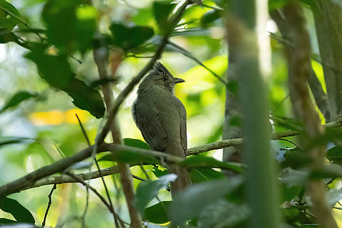 Screaming piha (Lipaugus vociferans) Gamitana, Madre de Dios, Peru. Jun 13, 2022 Fall,Geotagged,Lipaugus vociferans,Peru,Screaming piha