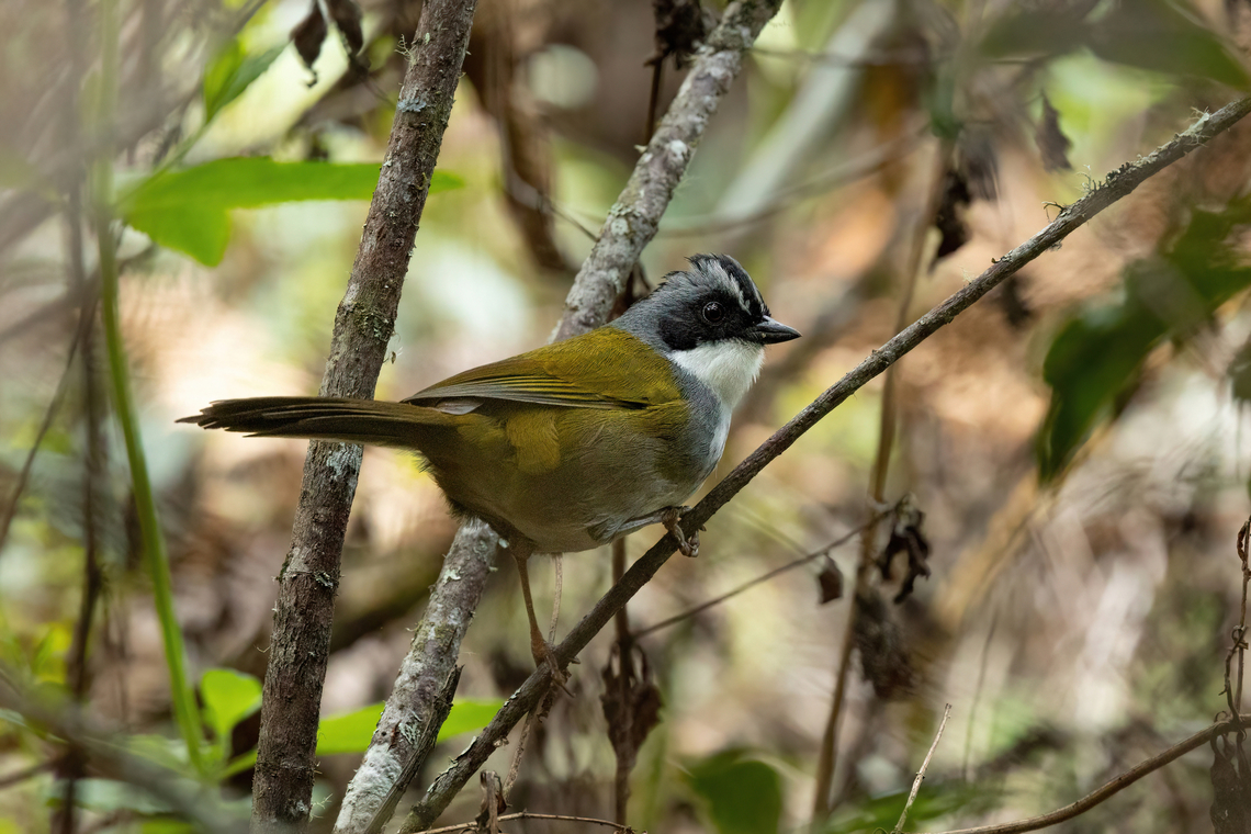 Grey-browed brush finch (Arremon assimilis) Amazilia Bioreserva, Amazonas, Peru. Jul 16, 2022 Arremon assimilis,Geotagged,Grey-browed brush finch,Peru,Winter