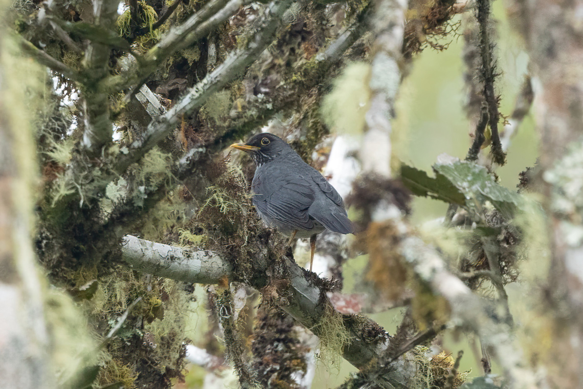 Andean slaty thrush (Turdus nigriceps) ACP Hierba Buena Allpayacu, Amazonas, Peru. Jul 12, 2022 Andean slaty thrush,Geotagged,Peru,Turdus nigriceps,Winter