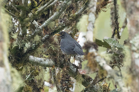 Andean slaty thrush
