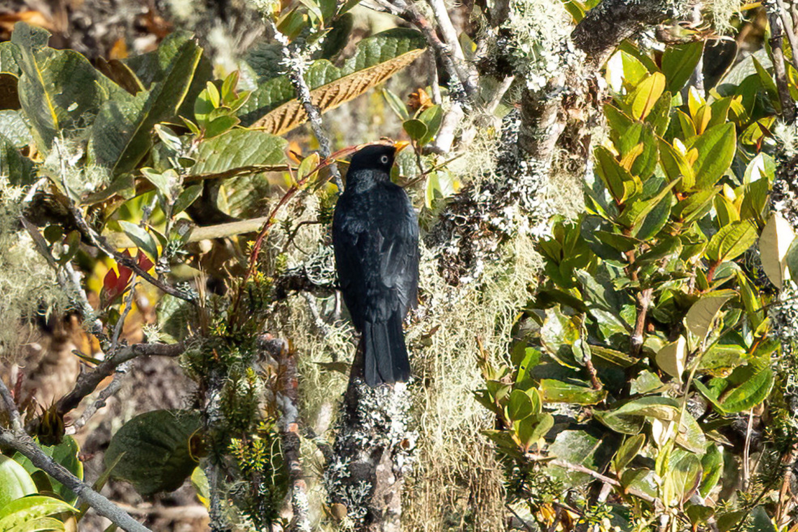 Pale-eyed thrush (Turdus leucops) ACP Hierba Buena Allpayacu, Amazonas, Peru. Jul 12, 2022 Geotagged,Pale-eyed thrush,Peru,Turdus leucops,Winter