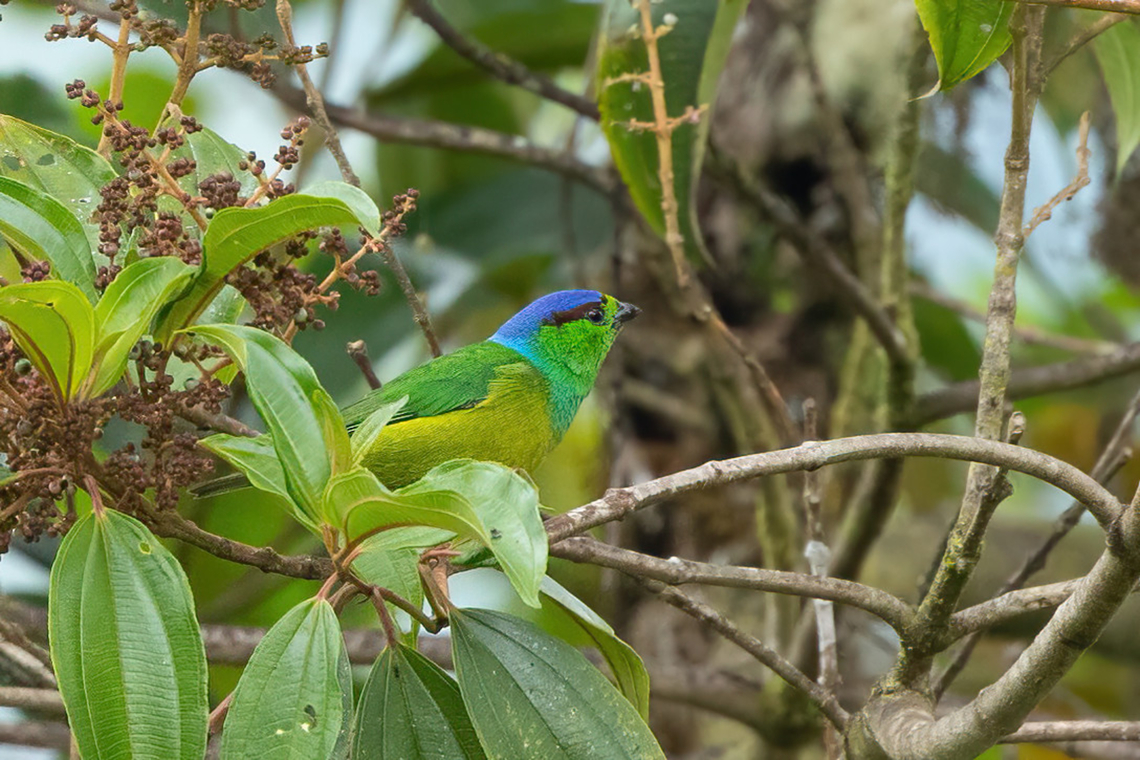 Chestnut-breasted chlorophonia (Chlorophonia pyrrhophrys) female ACP Hierba Buena Allpayacu, Amazonas, Peru. Jul 12, 2022 Chestnut-breasted chlorophonia,Chlorophonia pyrrhophrys,Geotagged,Peru,Winter