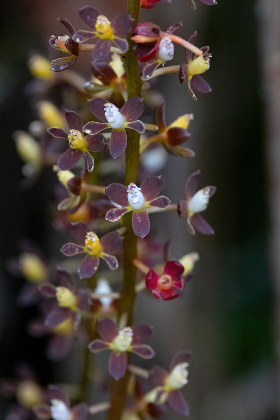 Epidendrum rhombimancum (Orchidaceae) ACP Hierba Buena Allpayacu, Amazonas, Peru. Jul 12, 2022 Epidendrum rhombimancum,Geotagged,Peru,Winter