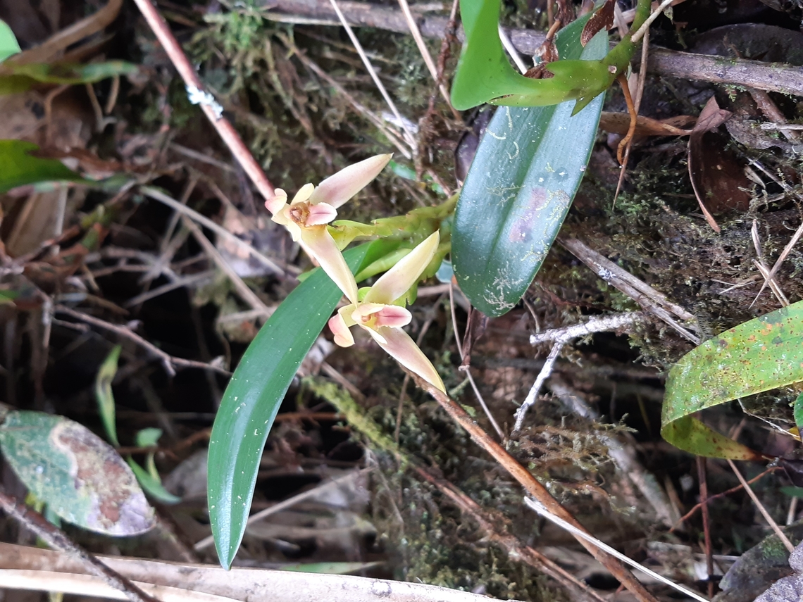 Maxillaria alpestris (Orchidaceae) PNYC - San Alberto, Pasco, Peru, Mar 16, 2020 Geotagged,Maxillaria alpestris,Peru,Summer