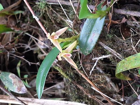 Maxillaria alpestris (Orchidaceae) PNYC - San Alberto, Pasco, Peru, Mar 16, 2020 Geotagged,Maxillaria alpestris,Peru,Summer