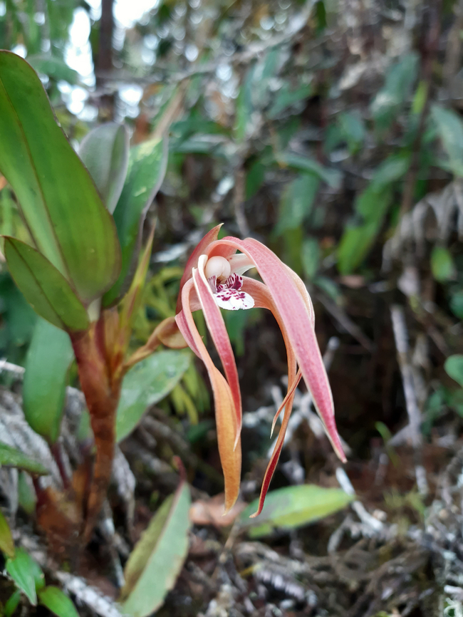 Maxillaria platyloba (Orchidaceae) PNYC - San Alberto, Pasco, Peru. Mar 10, 2020 Geotagged,Maxillaria platyloba,Peru,Summer