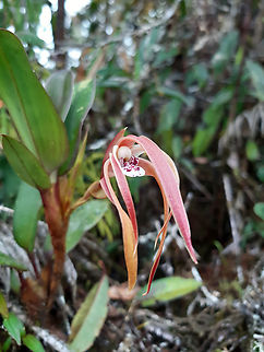 Maxillaria platyloba (Orchidaceae) PNYC - San Alberto, Pasco, Peru. Mar 10, 2020 Geotagged,Maxillaria platyloba,Peru,Summer
