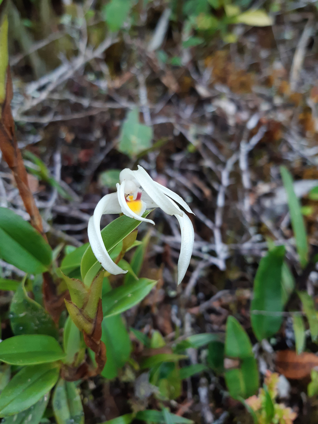 Maxillaria floribunda (Orchidaceae) PNYC - San Alberto, Pasco, Peru. Mar 10, 2020 Geotagged,Maxillaria floribunda,Peru,Summer