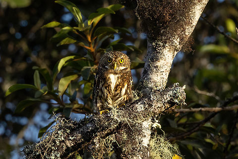 Yungas pygmy owl (Glaucidium bolivianum) ACP Hierba Buena Allpayacu, Amazonas, Peru. Jul 11, 2022 Geotagged,Glaucidium bolivianum,Peru,Winter,Yungas pygmy owl