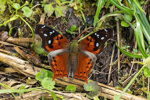Cinderella Admiral (Hypanartia cinderella) ACP Hierba Buena Allpayacu, Amazonas, Peru. Jul 11, 2022 Cinderella Admiral,Geotagged,Hypanartia cinderella,Peru,Winter