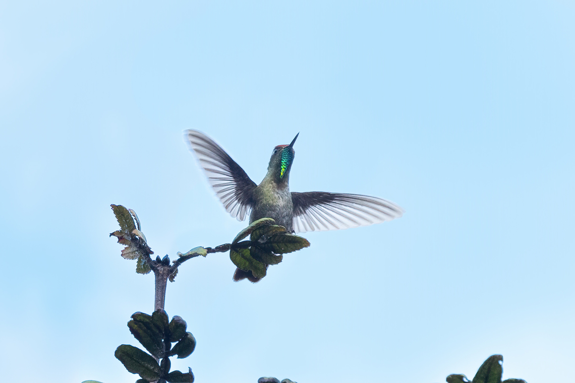 Rufous-capped thornbill (Chalcostigma ruficeps) ACP Hierba Buena Allpayacu, Amazonas, Peru. Jul 10, 2022 Chalcostigma ruficeps,Geotagged,Peru,Rufous-capped thornbill,Winter
