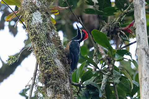 Powerful woodpecker (Campephilus pollens) ACP Hierba Buena Allpayacu, Amazonas, Peru. Jul 10, 2022 Campephilus pollens,Geotagged,Peru,Powerful woodpecker,Winter