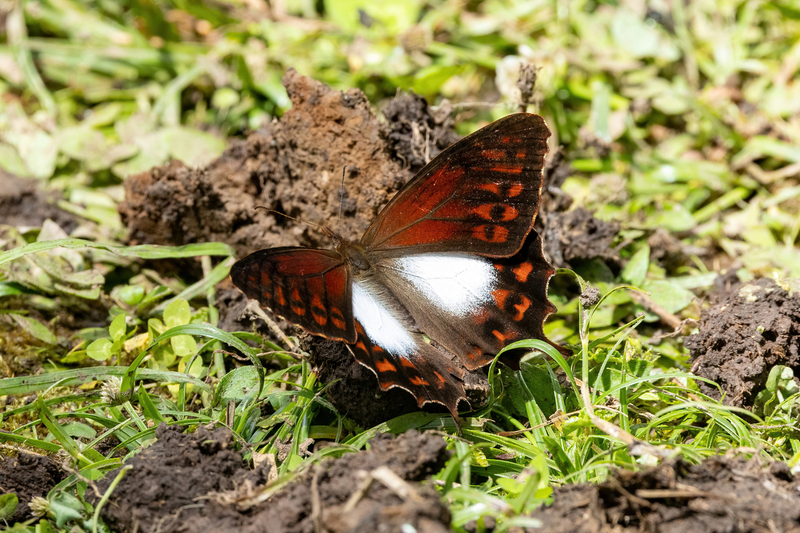 Lasiophila cirta (Nymphalidae) ACP Hierba Buena Allpayacu, Amazonas, Peru. Jul 10, 2022 Geotagged,Lasiophila cirta,Lasiophila piscina,Peru,White-patched Lasio,Winter