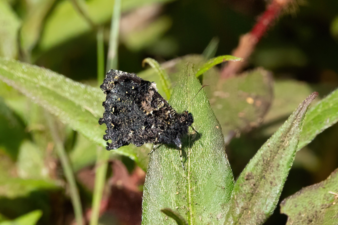 Steroma bega (Nymphalidae) ACP Hierba Buena Allpayacu, Amazonas, Peru. Jul 10, 2022 Geotagged,Peru,Steroma bega,Westwood's Mottled Satyr,Winter