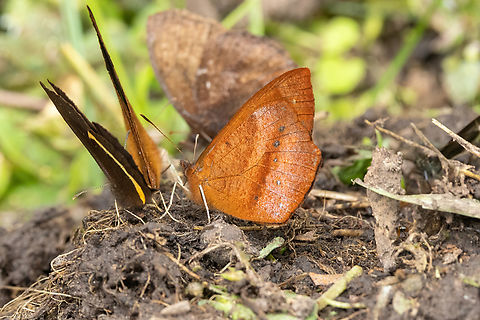 Lymanopoda obsoleta (Nymphalidae) ACP Hierba Buena Allpayacu, Amazonas, Peru. Jul 10, 2022 Geotagged,Lymanopoda obsoleta,Peru,Winter