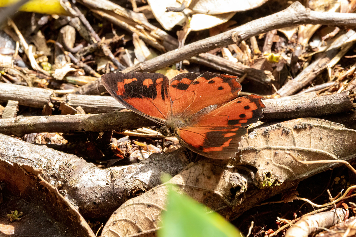 Fiery Satyr (Lasiophila orbifera) ACP Hierba Buena Allpayacu, Amazonas, Peru. Jul 10, 2022 Fiery Satyr,Geotagged,Lasiophila orbifera,Peru,Winter