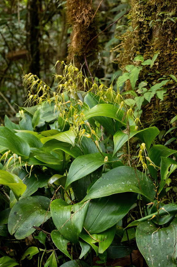 Pleurothallis phalangifera (Orchidaceae) ACP Hierba Buena Allpayacu, Amazonas, Peru. Jul 10, 2022 Geotagged,Peru,Pleurothallis phalangifera,Winter